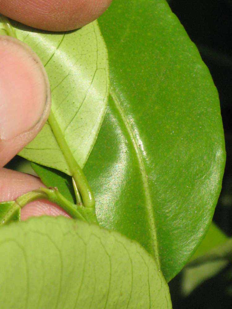              Petiole (South African, Riverside, CA)       